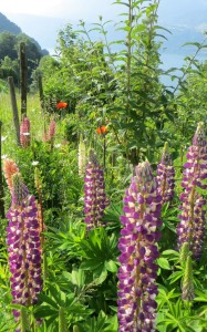 Lupinengarten