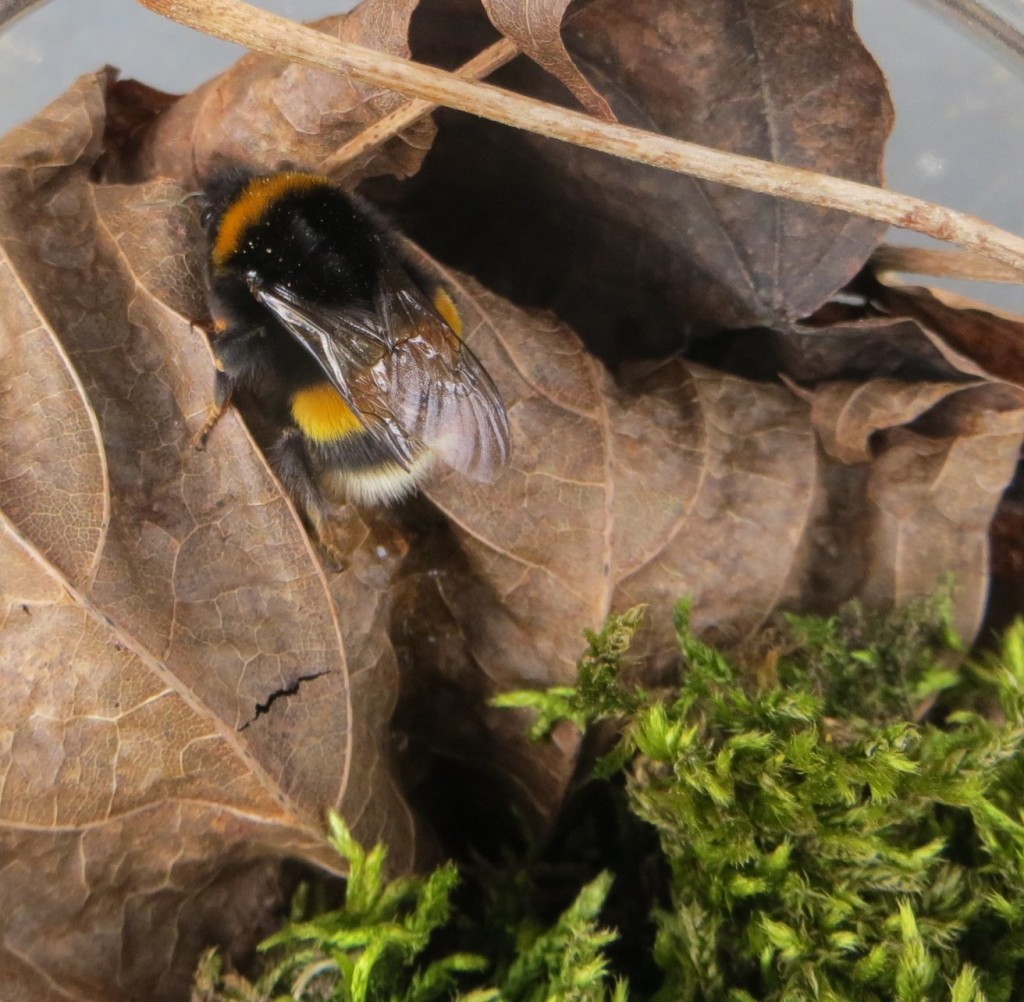 Hummel 2