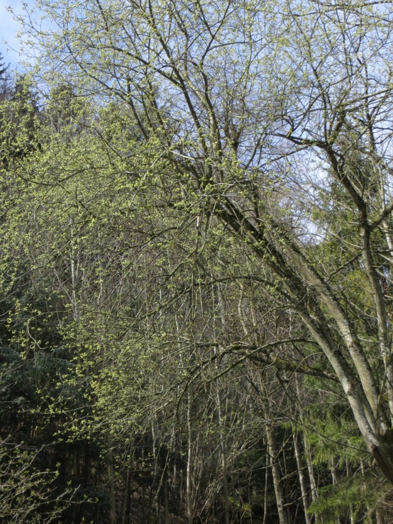 BaumKoeniginnen