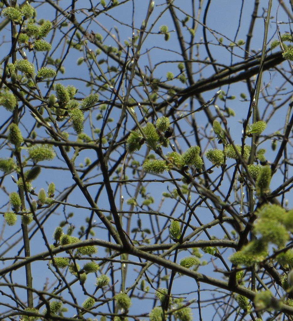 BaumKoeniginnenHummel