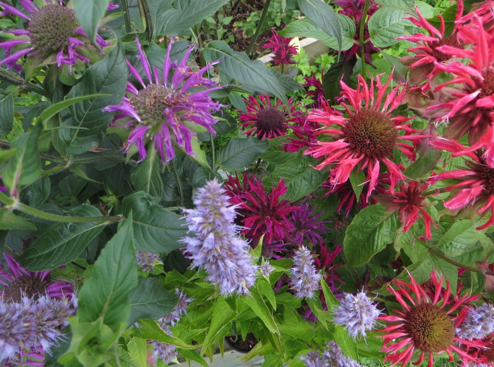 Aufruesten Monarda 2