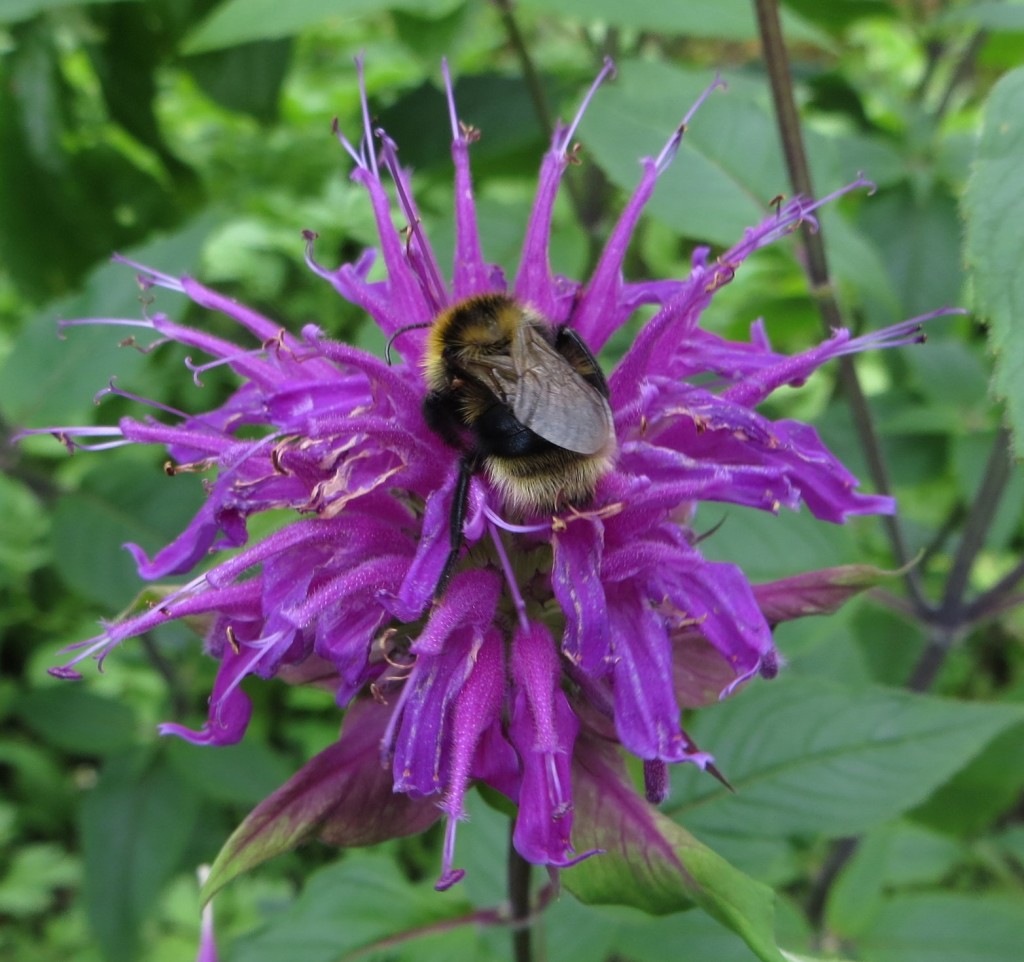 Monarda mit Hummel 3