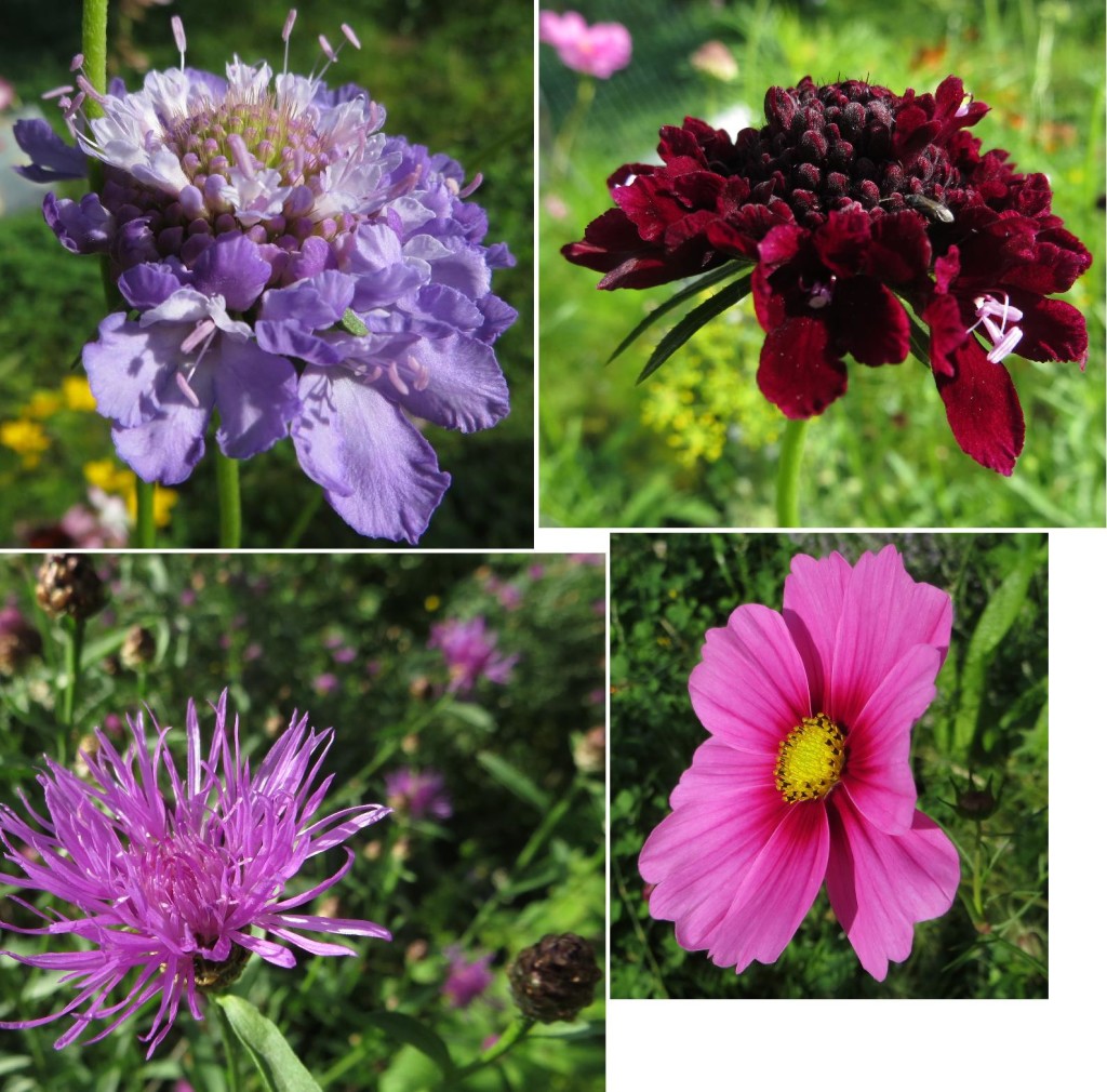 Blumen Anfang August