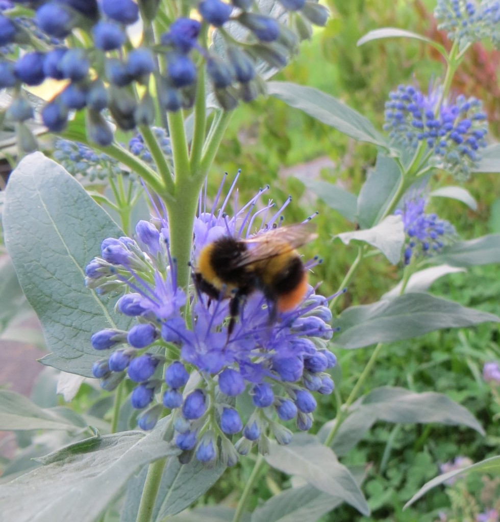 Bartblume Wiesenhummel