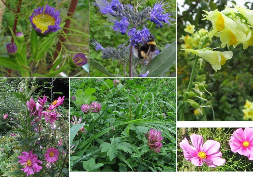 blumen-september