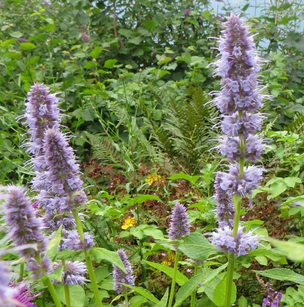 agastache-juli