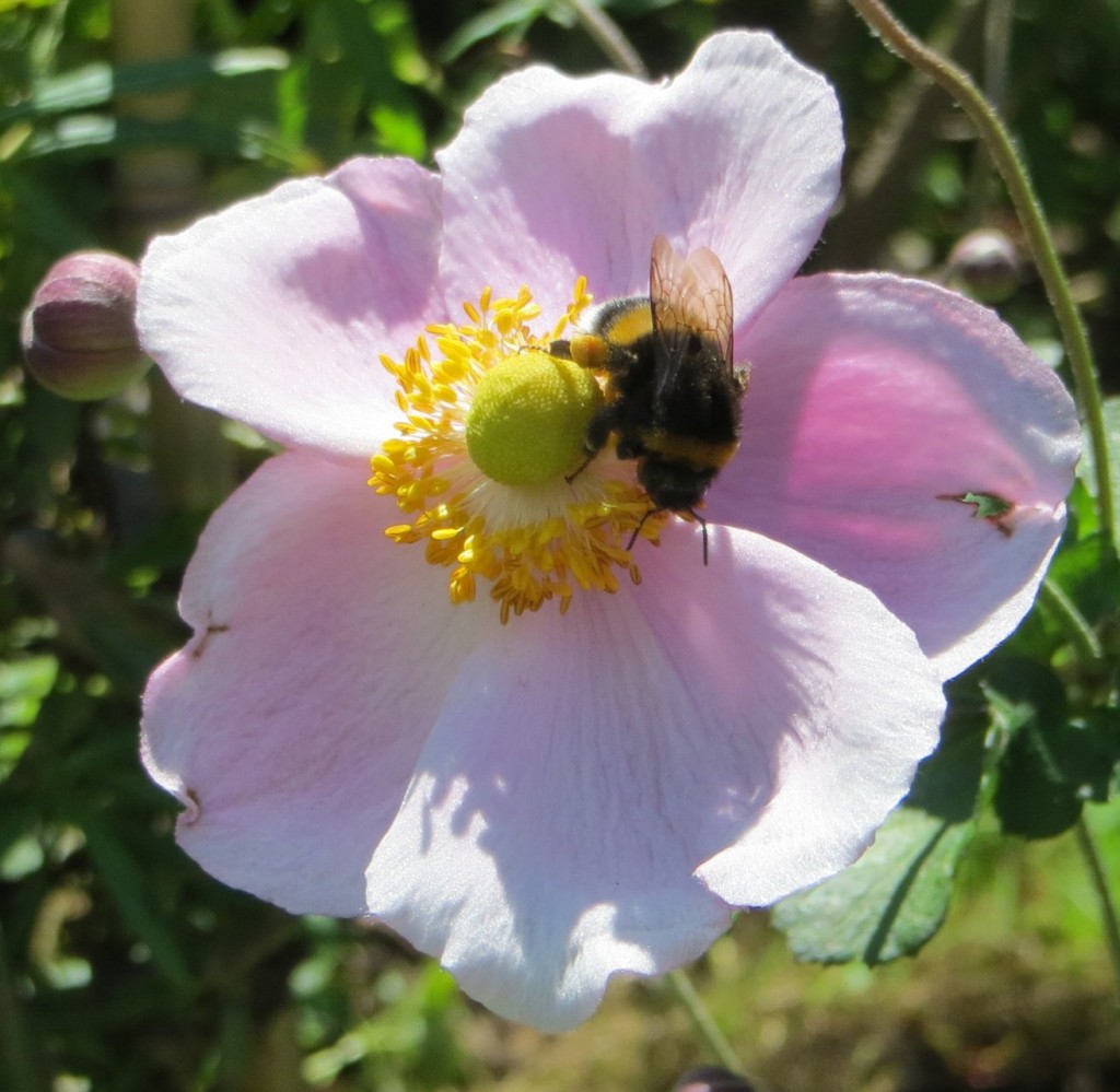 herbstanemone-und-erdhummel