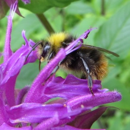 monarda-wiesendrohn-klein