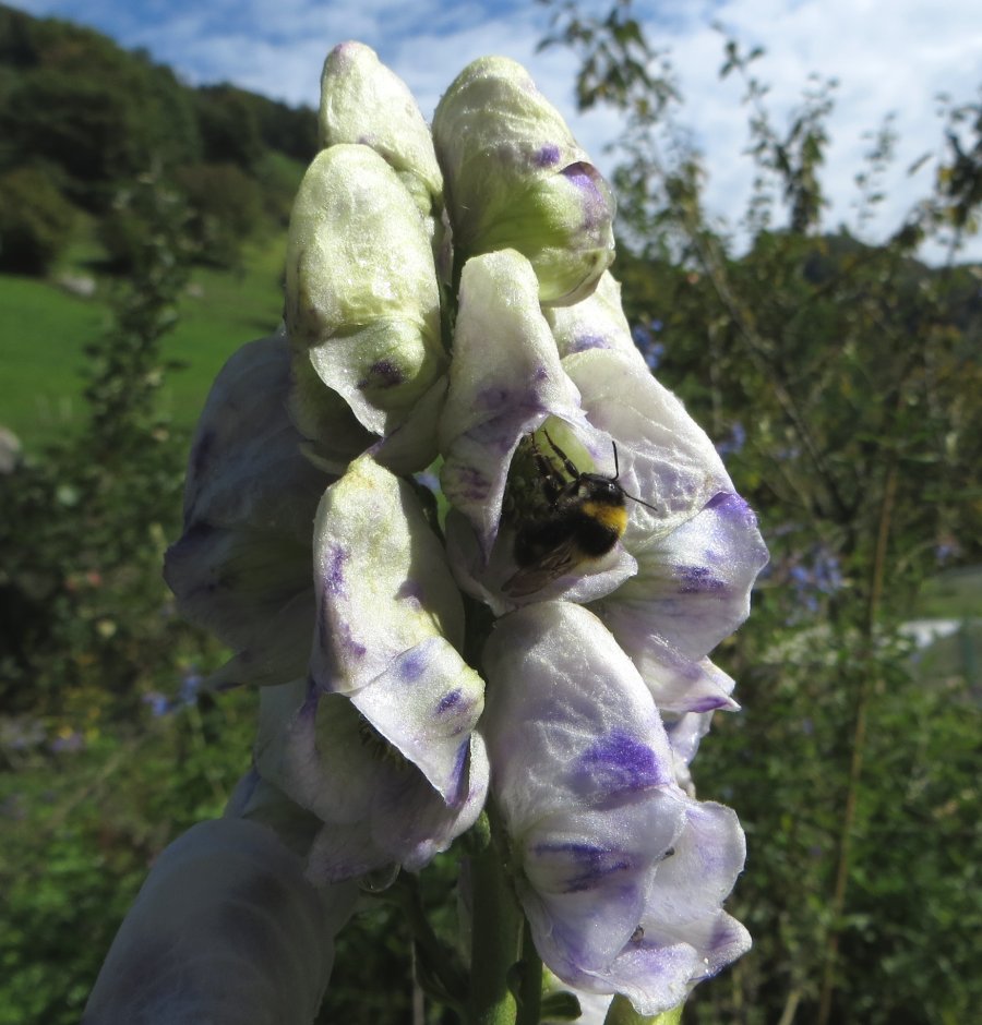 Hahnenfussgewachse Ranunculaceae