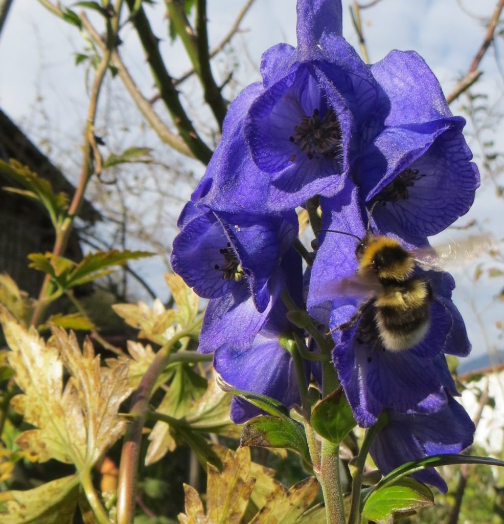 Hahnenfussgewachse Ranunculaceae